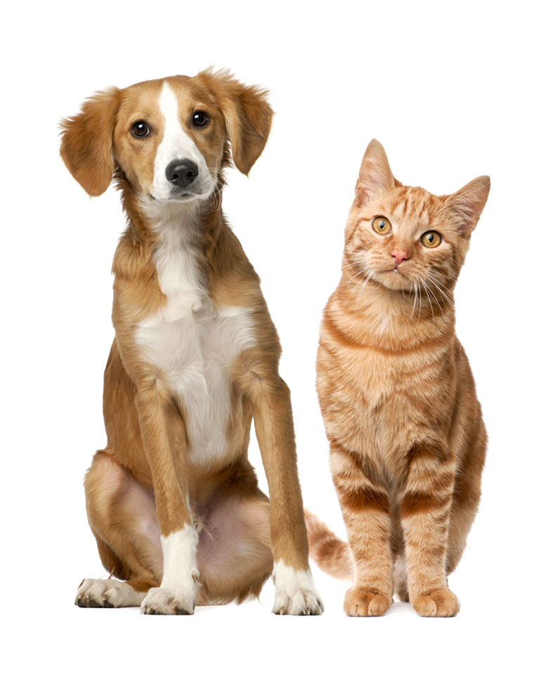 OlaVet’te dostlarımızdan kareler: mutlu köpek ve kedi
